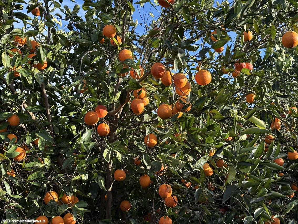 Excellence is born beneath Mount Etna: a journey into Sicilian Blood Oranges Pgi, beauty you can taste