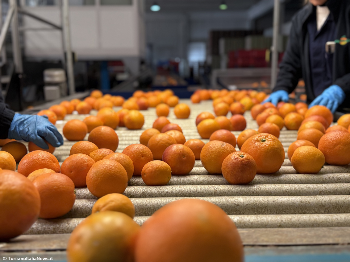 Excellence is born beneath Mount Etna: a journey into Sicilian Blood Oranges Pgi, beauty you can taste