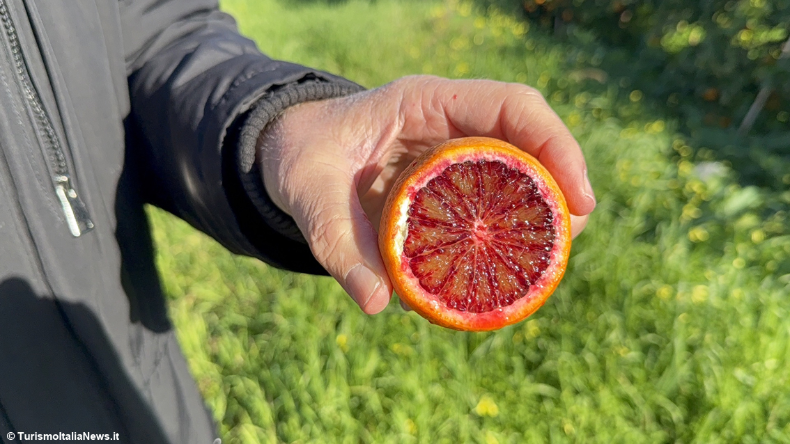 Excellence is born beneath Mount Etna: a journey into Sicilian Blood Oranges Pgi, beauty you can taste