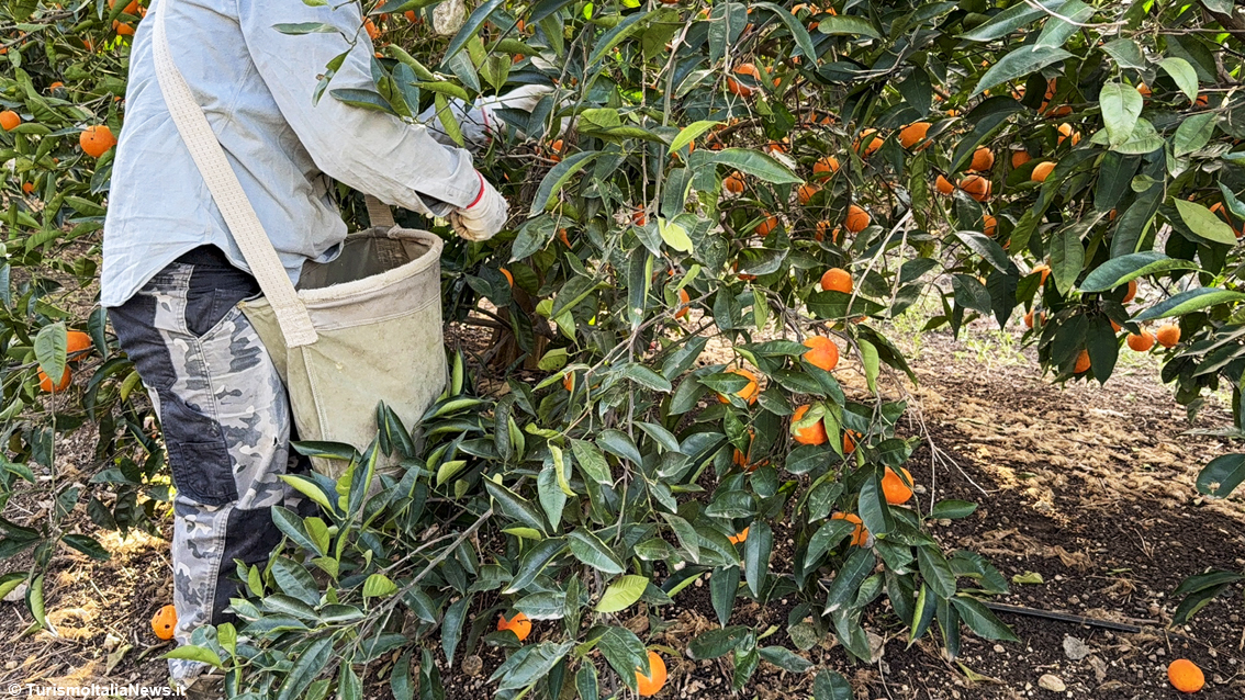 Excellence is born beneath Mount Etna: a journey into Sicilian Blood Oranges Pgi, beauty you can taste