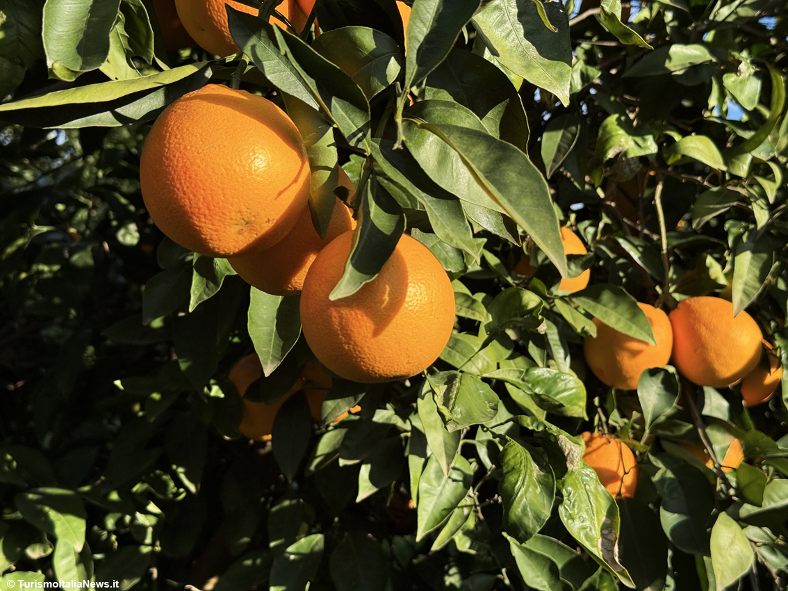 Excellence is born beneath Mount Etna: a journey into Sicilian Blood Oranges Pgi, beauty you can taste