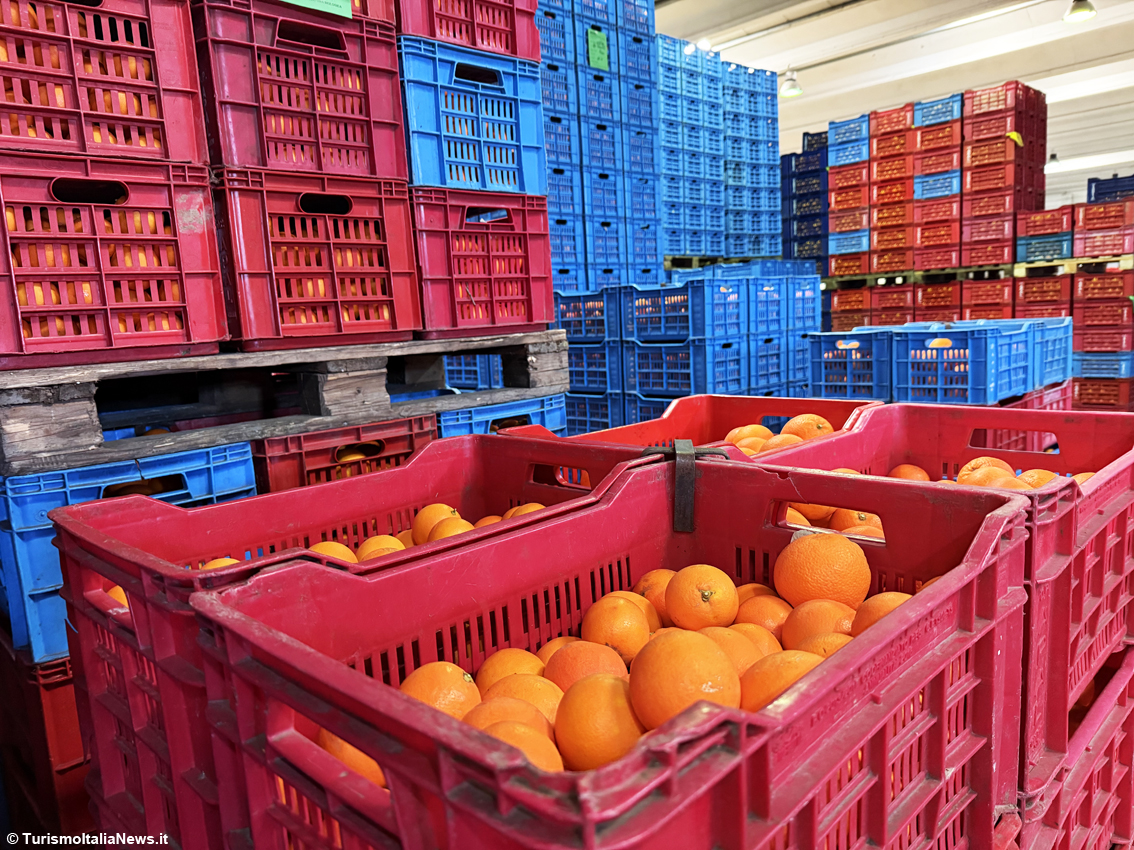 Dalla terra al mercato globale: la sfida siciliana di Apal O.P. e il ruolo chiave del Consorzio dell’Arancia Rossa di Sicilia Igp