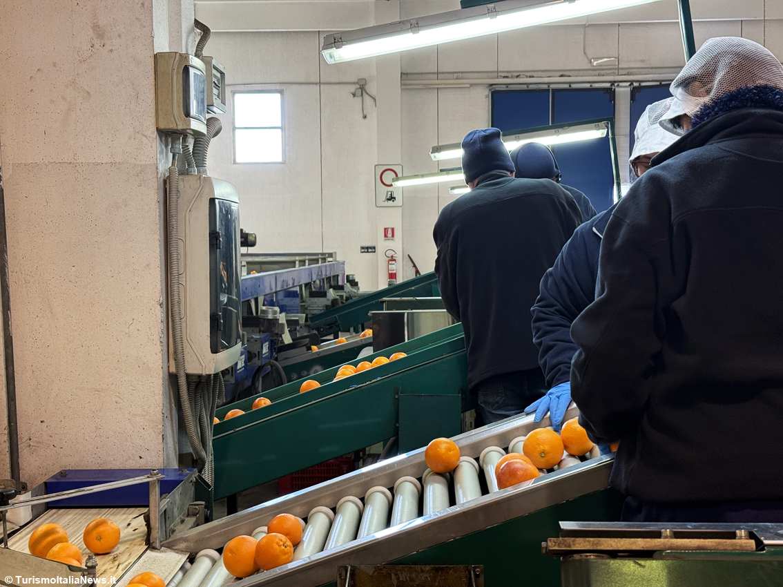 Dalla terra al mercato globale: la sfida siciliana di Apal O.P. e il ruolo chiave del Consorzio dell’Arancia Rossa di Sicilia Igp