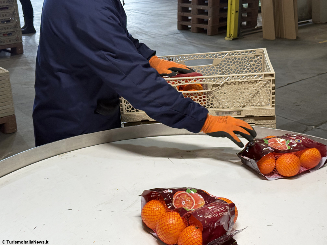 Dalla terra al mercato globale: la sfida siciliana di Apal O.P. e il ruolo chiave del Consorzio dell’Arancia Rossa di Sicilia Igp