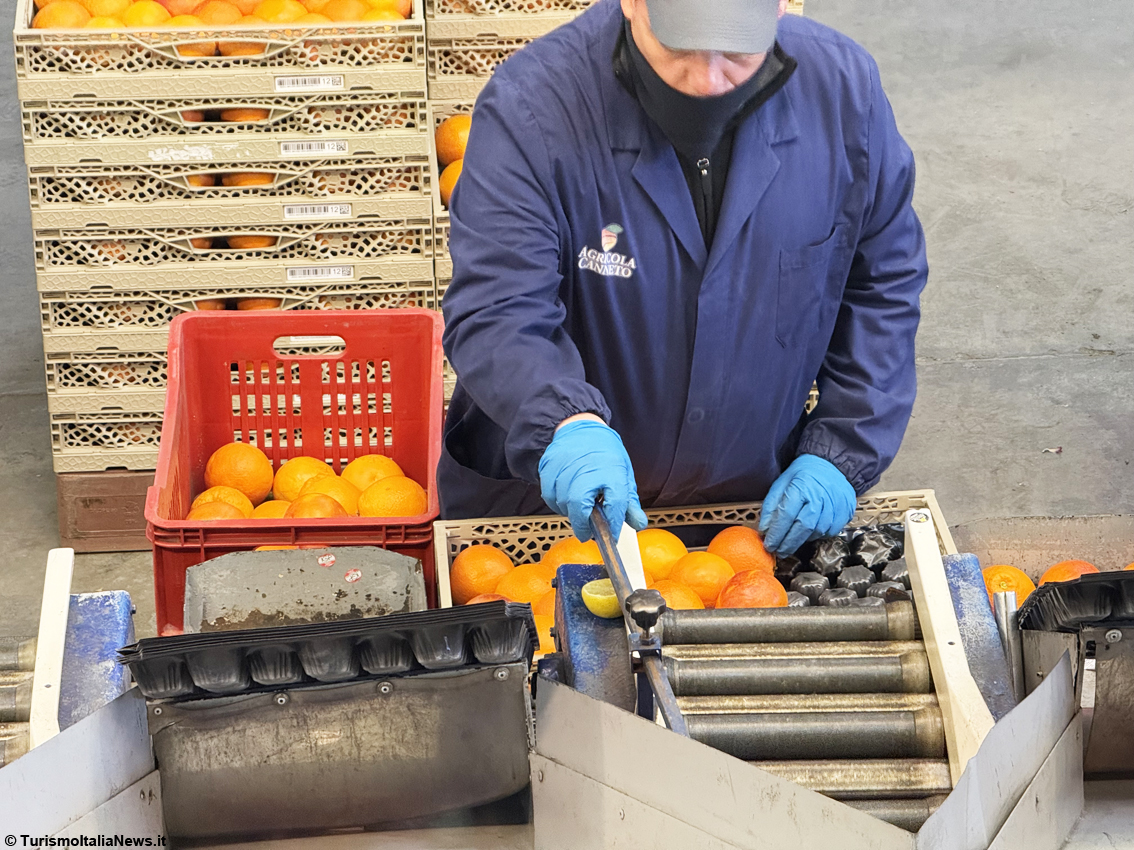 Dalla terra al mercato globale: la sfida siciliana di Apal O.P. e il ruolo chiave del Consorzio dell’Arancia Rossa di Sicilia Igp