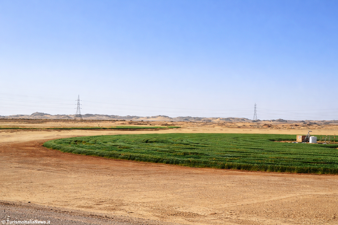 images/stories/varie_2026/Egitto_ColtvazioneDeserto_05.jpg