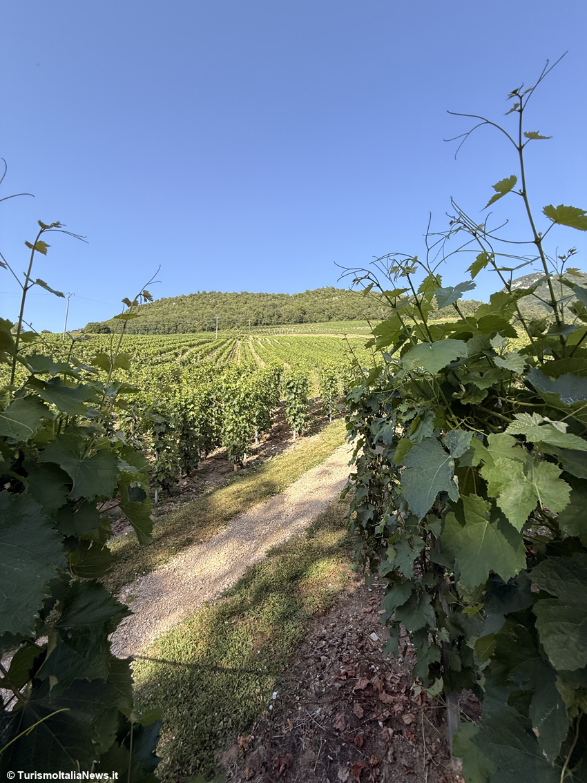 Qui il vino si sposa con otto secoli di storia: lo Château de La Mar, il castello che domina il Marestel, in Savoia