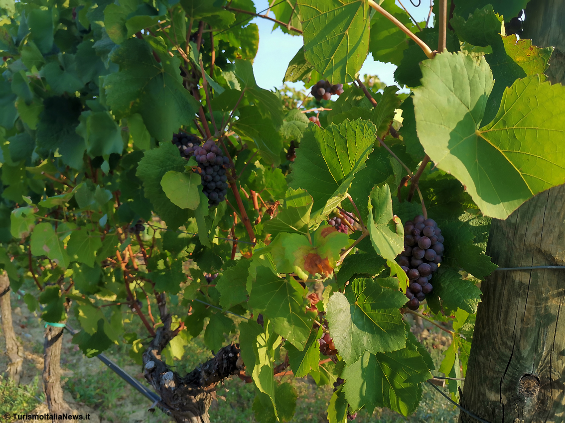 Il Castello di Spessa, nel cuore del Collio