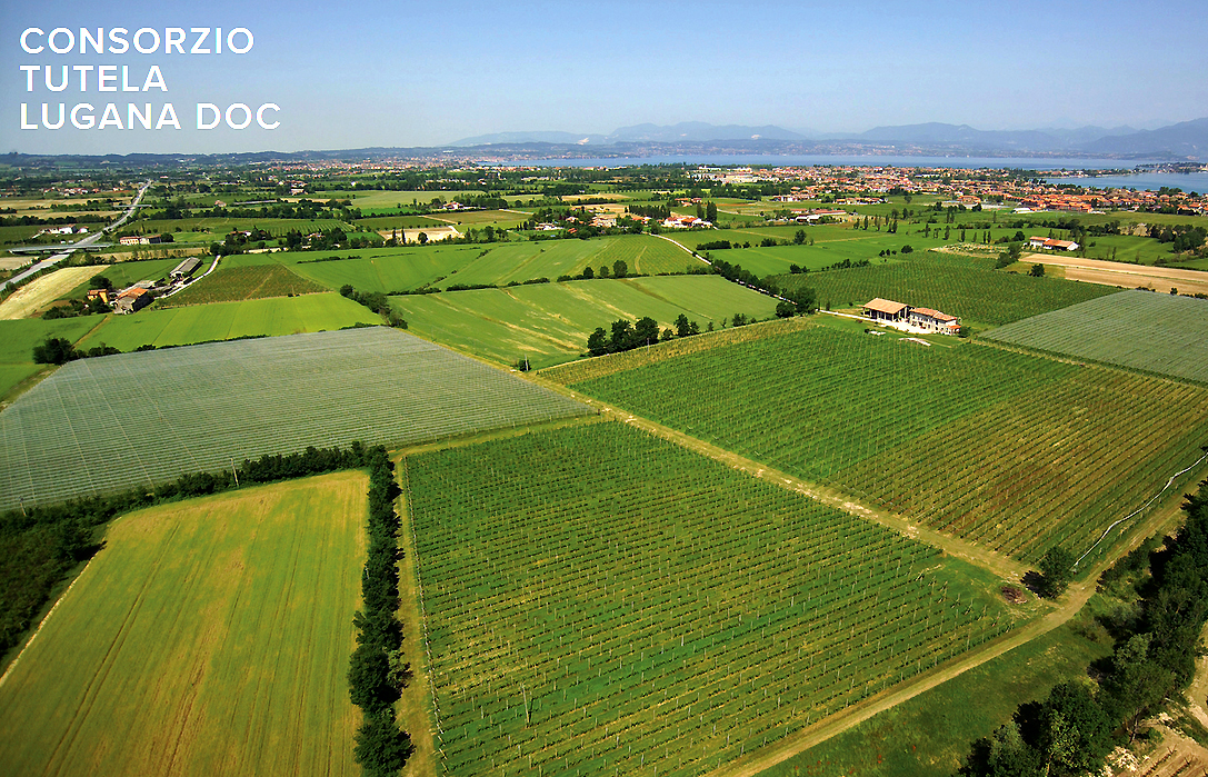 Una pianura fertile a sud del Lago di Garda.: è qui che nasce il Lugana, grazie a vigneti ordinati e belli come dipinti