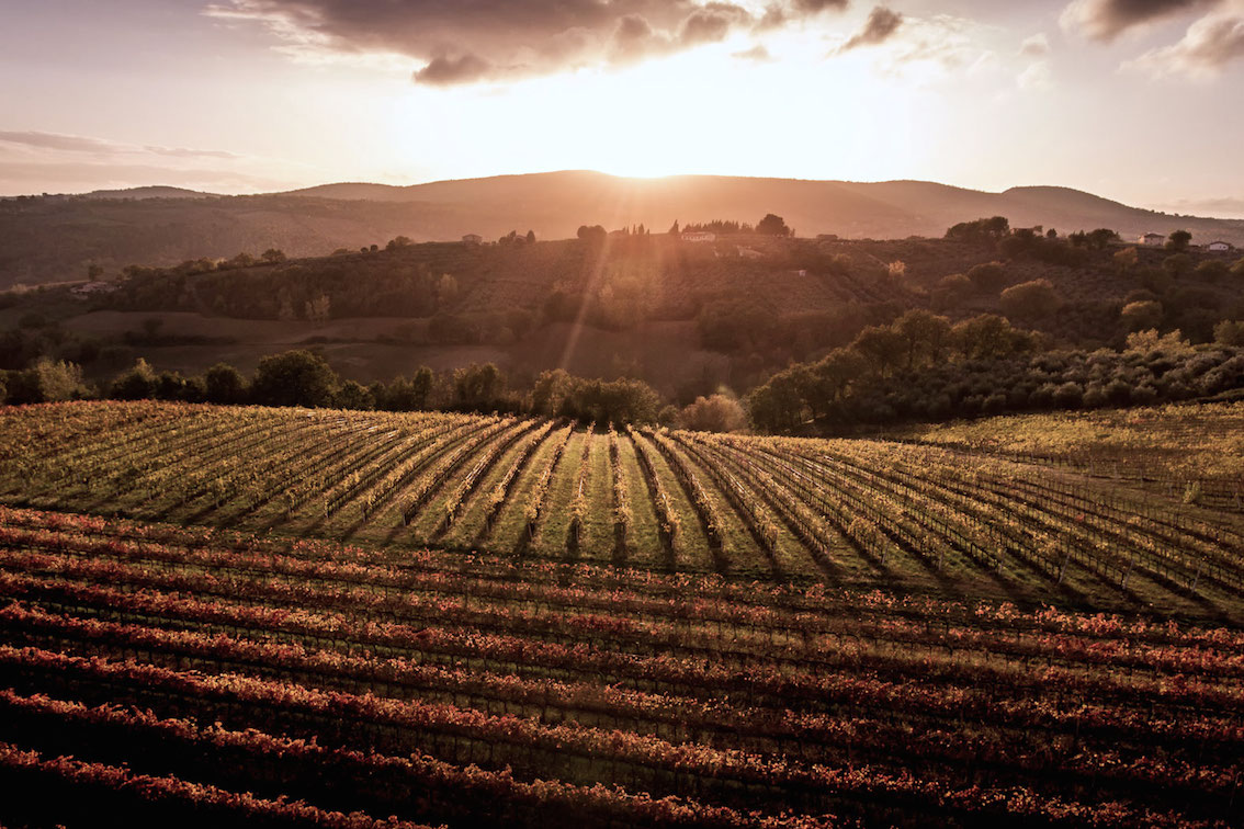 Cresce il Consorzio Tutela Vini Montefalco: al Sagrantino Docg e al Montefalco Doc si aggiunge la Spoleto Doc (foto Consorzio Tutela Vini Montefalco)