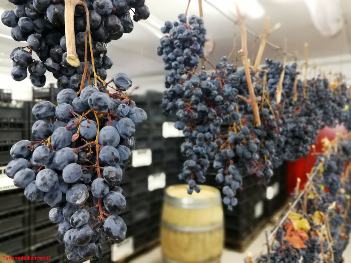 Vino: al via la vendemmia con -10% grappoli, caldo e siccità anticipano di 7 giorni la raccolta